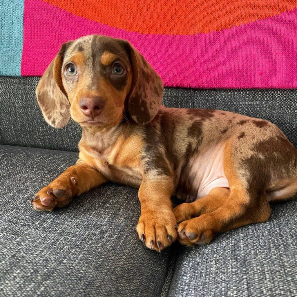 Lola